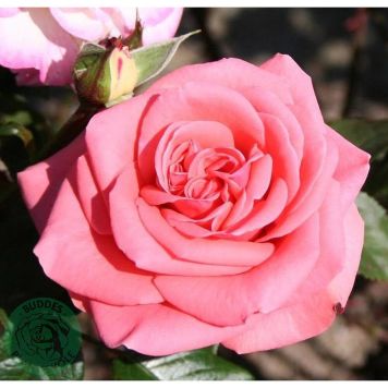 RABATTROS LOUISIANA BARROT ROSA 10-PACK