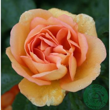 KLÄTTERROS MAIGOLD BARROT GUL 5-PACK