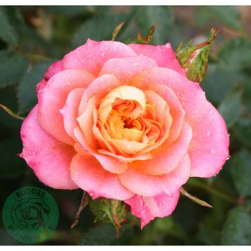 MARKTÄCKANDE ROS MANDARIN BARROT ORANGE 5-PACK