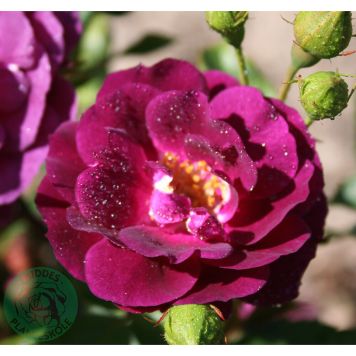 BUSKROS MIDNIGHT BLUE BARROT LILA 5-PACK