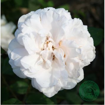 KLÄTTERROS ALFRED CARRIÈRE BARROT VIT