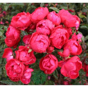 MARKTÄCKANDE ROS MORSDAG BARROT RÖD