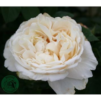 BUSKROS NINA RENAISSANCE BARROT VIT 5-PACK