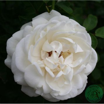 BUSKROS NINA RENAISSANCE BARROT VIT 10-PACK