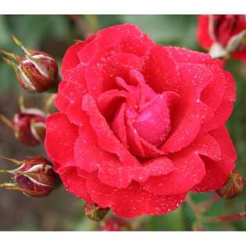 RABATTROS NINA WEIBULL BARROT RÖD 