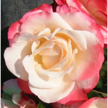 RABATTROS NOSTALGIE BARROT ROSA 5-PACK