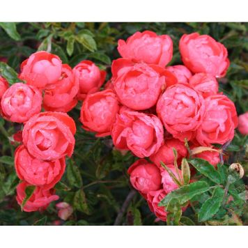 MARKTÄCKANDE ROS MORSDAG BARROT ROSA 10-PACK