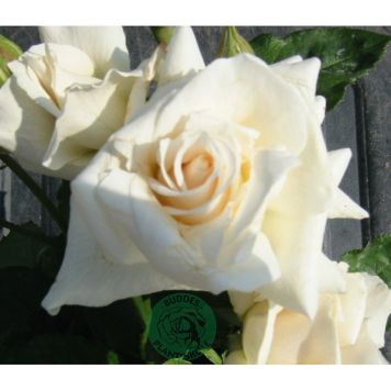 RABATTROS PASCALI BARROT VIT 10-PACK