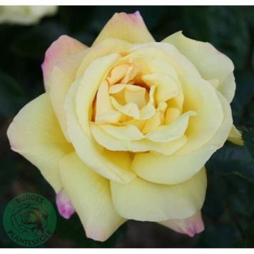 RABATTROS PEACE BARROT GUL 