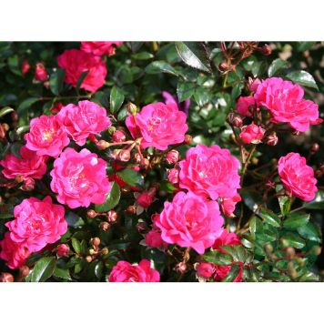 MARKTÄCKANDE ROS RED FAIRY BARROT ROSA 5-PACK