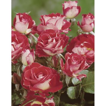 BUSKROS ROCK & ROLL BARROT RÖDVIT 