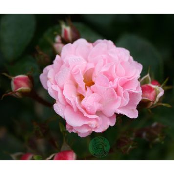 KLÄTTERROS ROSENHOLM BARROT ROSA 5-PACK