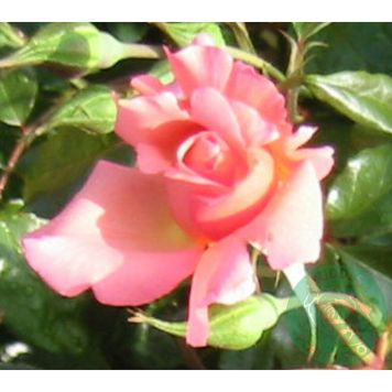 KLÄTTERROS ROSENRESLI BARROT ROSA 