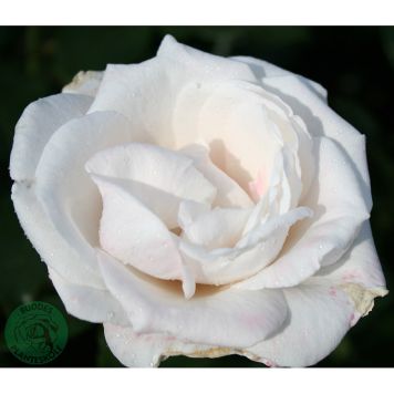 RABATTROS ROYAL COPENHAGEN BARROT ROSA 5-PACK