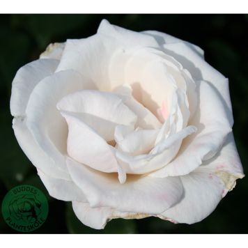 RABATTROS ROYAL COPENHAGEN BARROT ROSA 10-PACK