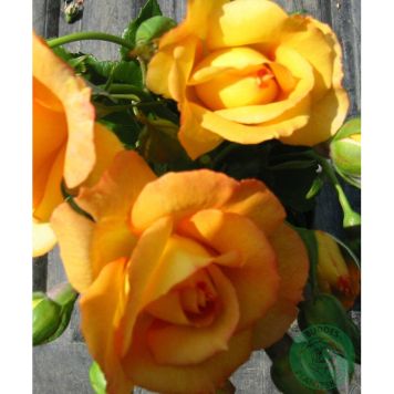 BUSKROS SAHARA BARROT GUL 