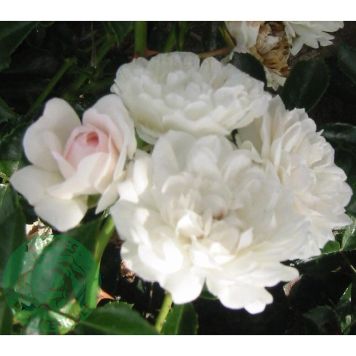 MARKTÄCKANDE ROS SEA FOAM BARROT VIT 5-PACK