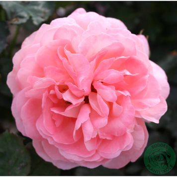 BUSKROS SISSEL RENAISSANCE BARROT ROSA 5-PACK