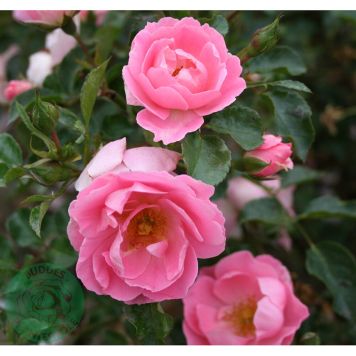MARKTÄCKANDE ROS SOMMERWIND BARROT ROSA 5-PACK