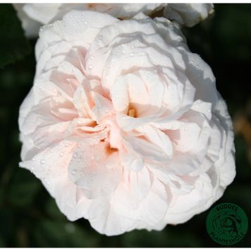 BUSKROS SOUVENIR DE LA MALMAISON BARROT ROSA 