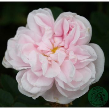 BUSKROS STANWELL PERPETUAL BARROT ROSA 