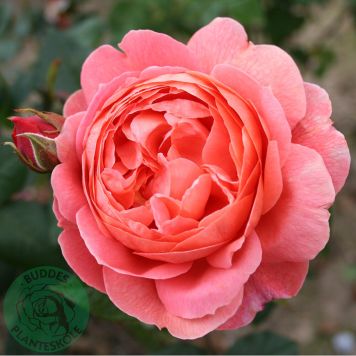 BUSKROS SUMMER SONG BARROT ROSA