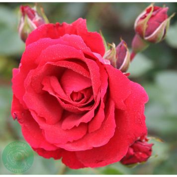 KLÄTTERROS SYMPATHIE BARROT RÖD 10-PACK