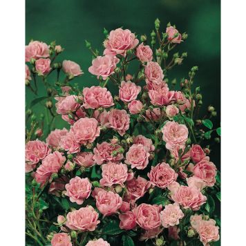 MARKTÄCKANDE ROS THE FAIRY BARROT ROSA 10-PACK