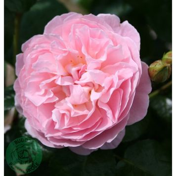 BUSKROS THE GENERÖS GARDENER BARROT ROSA 10-PACK