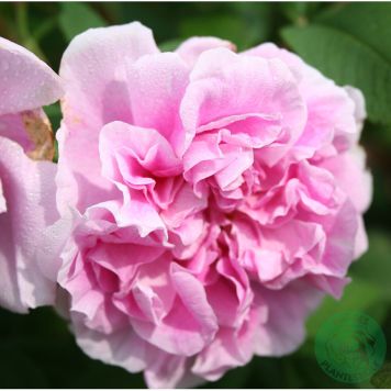 BUSKROS THERESE BUGNET BARROT ROSA 10-PACK