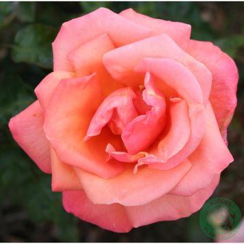 RABATTROS TROIKA BARROT ROSA 5-PACK