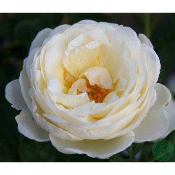 KLÄTTERROS UETERSENER KLOSTERROSE BARROT GUL 10-PACK