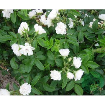 BUSKROS GROOTENDORST BARROT VIT 5-PACK