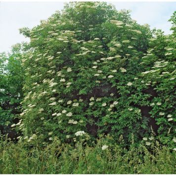 BUSKE FLÄDER VIT 20-50CM 5-PACK