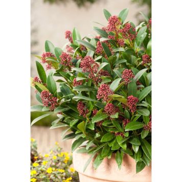 BUSKE VINTERBÄR 20-30CM VIT 5-PACK