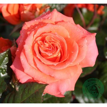 RABATTROS DRONNING INGRID BARROT ORANGE 5-PACK