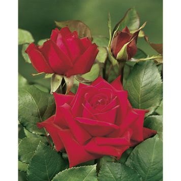 MARKTÄCKANDE ROS BURGUND 81 BARROT RÖD 10-PACK