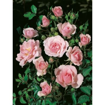 BUSKROS BONICA BARROT ROSA 10-PACK