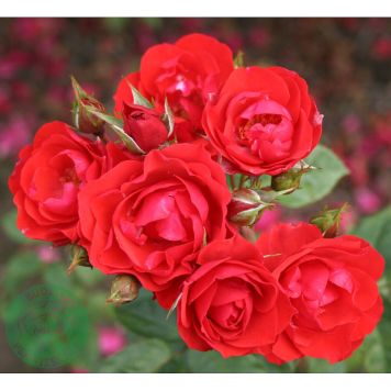 RABATTROS ALLOTRIA BARROT RÖD 5-PACK