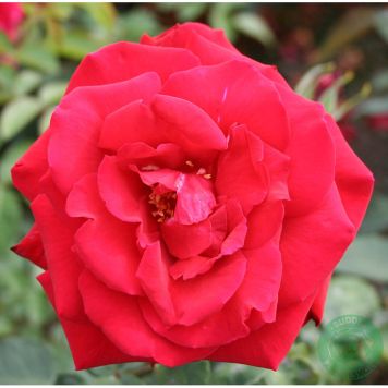 MARKTÄCKANDE ROS EROTIKA BARROT RÖD 5-PACK