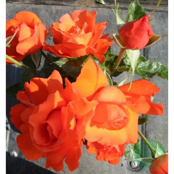 RABATTROS ALEXANDER BARROT ORANGE 10-PACK