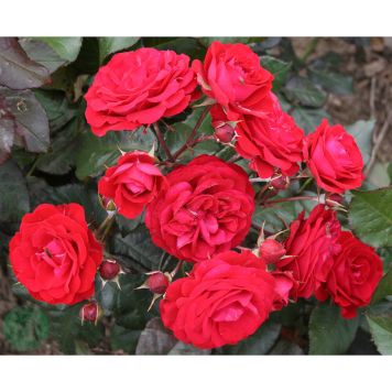 RABATTROS EUROPEANA BARROT RÖD 10-PACK