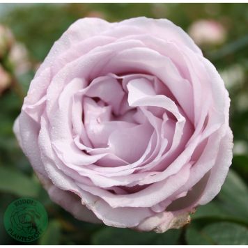 BUSKROS BERING RENAISSANCE BARROT LILA 