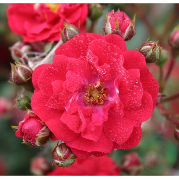 MARKTÄCKANDE ROS FAIRY DANCE BARROT RÖD 5-PACK