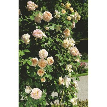 KLÄTTERROS ALCHYMIST BARROT ORANGE 5-PACK