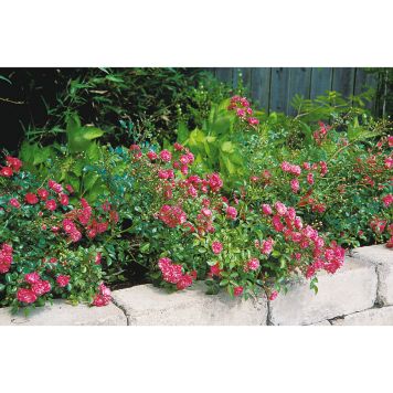 MARKTÄCKANDE ROS FAIRY DANCE BARROT RÖD 10-PACK