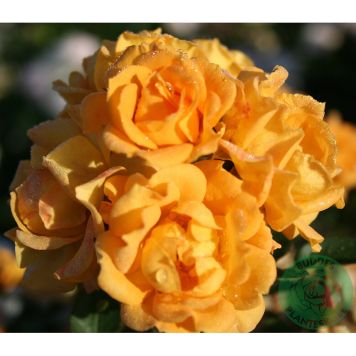 MARKTÄCKANDE ROS FLAMING COVER BARROT ORANGE 5-PACK