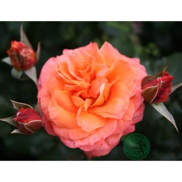 RABATTROS GAVNÖ BARROT ORANGE 