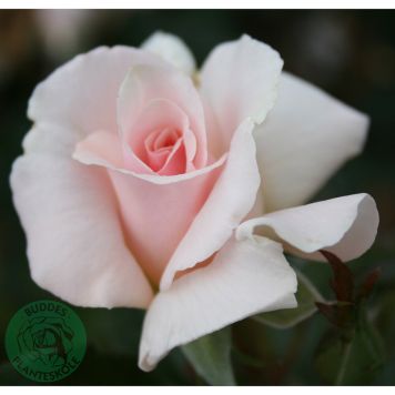 MARKTÄCKANDE ROS SHADE OF PALE BARROT ROSA 