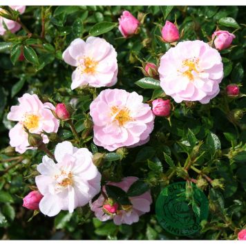 MARKTÄCKANDE ROS GENTLE COVER BARROT ROSA 10-PACK